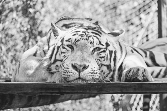 White Tiger