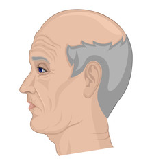 Illustration of an elderly man with gray hair and a bald head pictured on the side