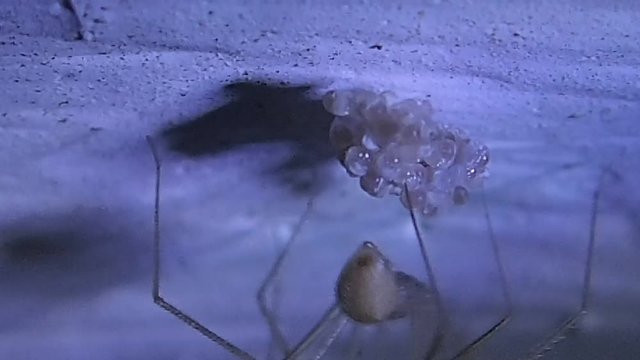Mother cellar spider anchoring with silk its hatching eggs on the ceiling