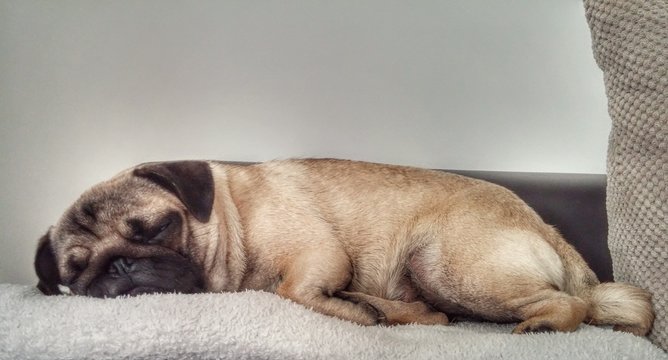 śpiący mops