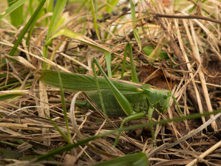 big green cricket grasshopper