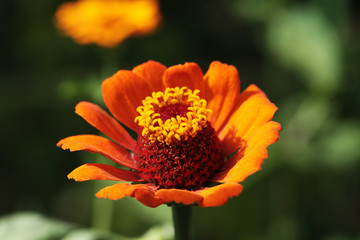 Alone beautiful flower