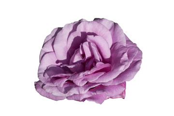 Fototapeta premium Rose flower cut out on and isolated on a white background