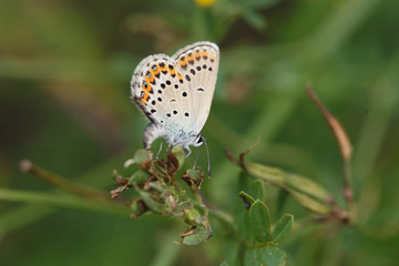 Swallow  sitting in the nest...