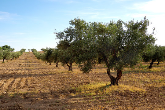 Rows of olive trees in plantation