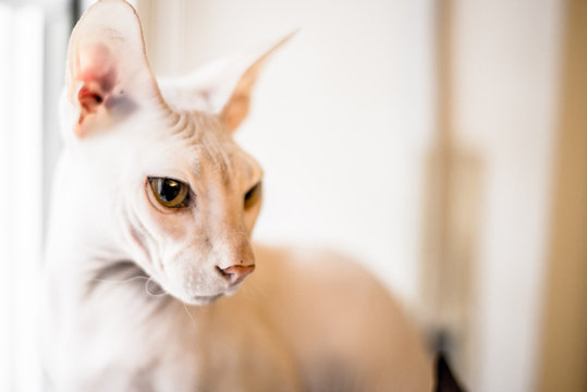 sch&ouml;ner roter Kater