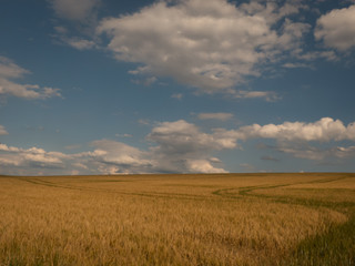 Fototapeta na wymiar cornfield under the cloudy sky