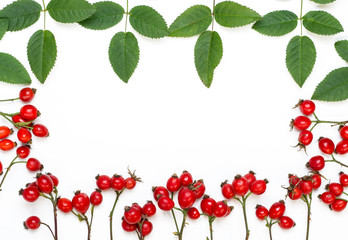 bunch of fresh dog rose on white background. Different types Rosa canina hips - selective focus. room for text 