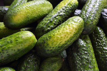 fresh pickling cucumbers closeup food background