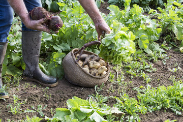 Man with a vegetable basket in garden