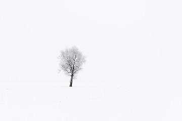 Barren tree on snowy field