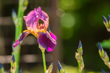 Decorative magenta and purple iris blossoms