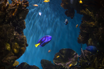 Fototapeta na wymiar Blue surgeonfish. Selective focus