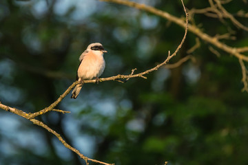 Lesser grey shrike or Lanius minor rests on branch