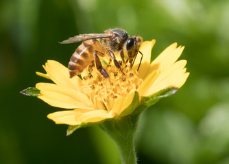 A beautiful bee on yellow flower with Nature background