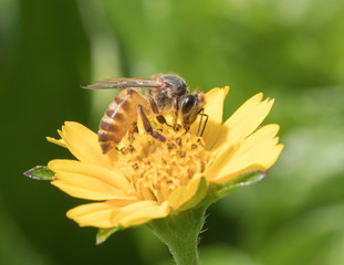 A beautiful bee on yellow flower with Nature background