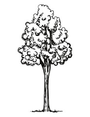 Tree high hand drawing vector