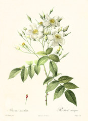 Old illustration of Musk Rose (Rosa moschata). Created by P. R. Redoute, published on Les Roses, Imp. Firmin Didot, Paris, 1817-24 - obrazy, fototapety, plakaty