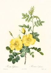Old illustration of Persian Yellow Rose (Rosa foetida). Created by P. R. Redoute, published on Les Roses, Imp. Firmin Didot, Paris, 1817-24