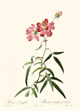 Old illustration of Rosa longifolia. Created by P. R. Redoute, published on Les Roses, Imp. Firmin Didot, Paris, 1817-24