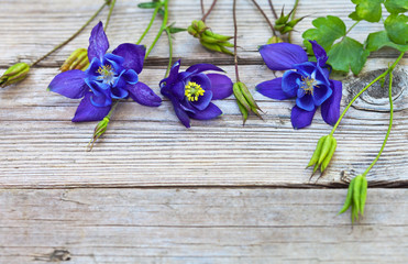 Three flowers of blue aquilegia on an old wooden background. Rustic style. Space for text. Top view