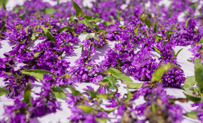 Obraz premium Carpet of violet flowers on the floor - romance