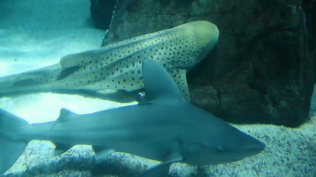 Beautiful sharks in an aquarium. Underwater Scene.
