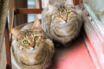 Two cats on the windowsill. Sisters.