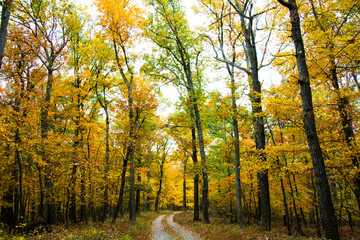 Fototapeta premium Fall Trees