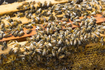 The bee hive is shot close-up in the summer on an apiary 
