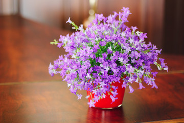 Campanula plant in pot