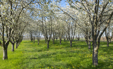 Blühende Kirschbäume (Prunus avium)