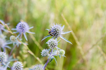 Eryngium plant (amethyst sea holly)