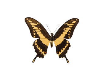 Fototapeta premium Tropical butterfly isolated
