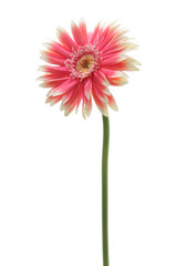桃色のガーベラ
