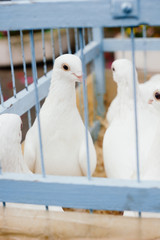 White dove in cage