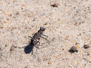 Rare endangered scarce Heath Tiger Beetle (Cicindela sylvatica) on sandy heathland path