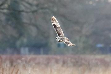 Short-eared Owl (Asio flammeus)  hunting banking flying, in flight over meadow