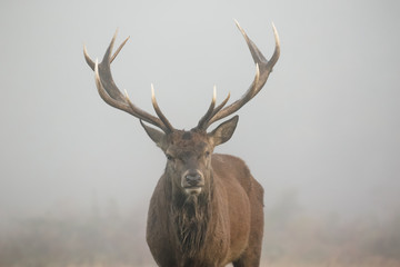 One-eyed Red Deer stag portrait (Cervus elaphus) head on. Misty morning