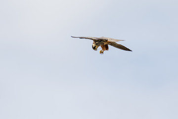Hobby falcon (Falco subbuteo) dismembering eating feeding on chaser dragonfly on-the-wing flying against light cloudy sky