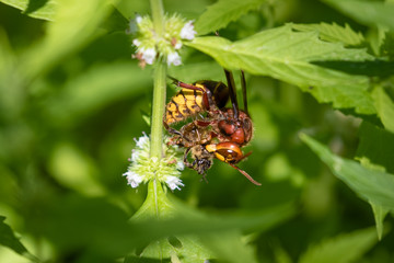European Hornet (Vespa crabro) preying on Honey Bee