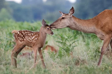 Zelfklevend Fotobehang Red deer (Cervus elaphus) female hind mother and young baby calf having a tender bonding moment © shaftinaction