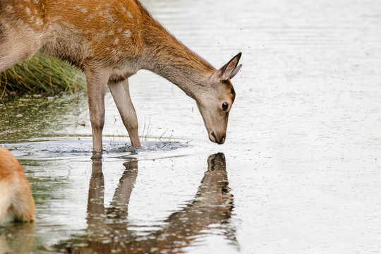 Fototapeta Red Deer calf (Cervus elaphus) drinking and looking into stream or river reflection