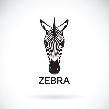 Vector of an zebra face on white background. Wild Animals.