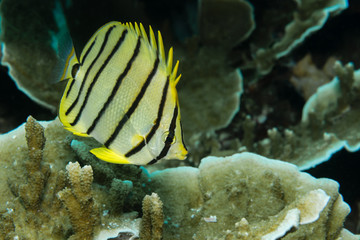 Falterfisch am Korallenriff