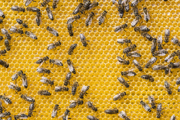 The bee hive is shot close-up in the summer on an apiary 