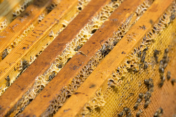 The bee hive is shot close-up in the summer on an apiary 