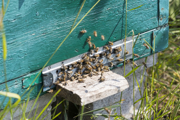 The bee hive is shot close-up in the summer on an apiary 