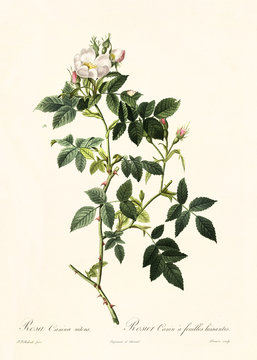 Old illustration of Rosa canina nitens. Created by P. R. Redoute, published on Les Roses, Imp. Firmin Didot, Paris, 1817-24
