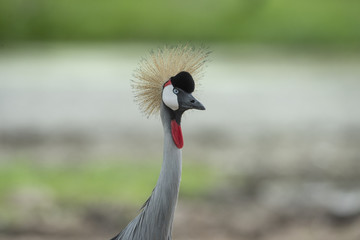 Close up grey crowned crane ,Beautiful bird
